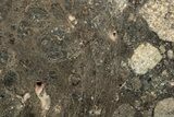 Eucrite Meteorite ( g) Slice - NWA #247018-1